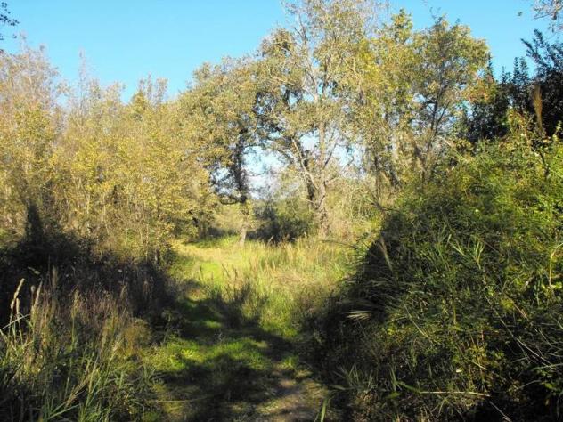 Agricolo in Via Salicuneta - Foto 11