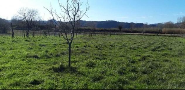 Terreno agricolo in vendita a Sarzana 2900 mq Rif: 1062277 - Foto 2