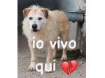 MILO 6 ANNI 15/16 KG taglia media piccola