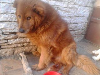 RED, il cane murato vivo