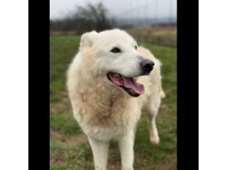 DIMENTICATI DAL MONDO NIKO CANE IN ADOZIONE