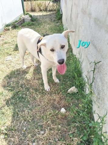 Vorrei sentirmi dire, Joy prepara le valigie, vai a casa !!! - Foto 3
