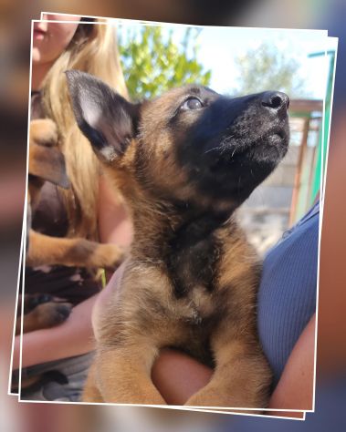 Cuccioli Pastore Belga Malinois Reggio Calabria Cosenza Catanzaro Crotone - Foto 2