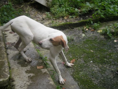 SOLIDEA, giovane cagnolina URGENTE - Foto 4