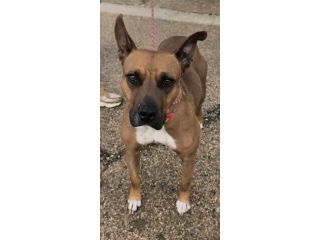 Eva una dolcissima cagnolina amstaff cerca una casa con un amorevole famiglia