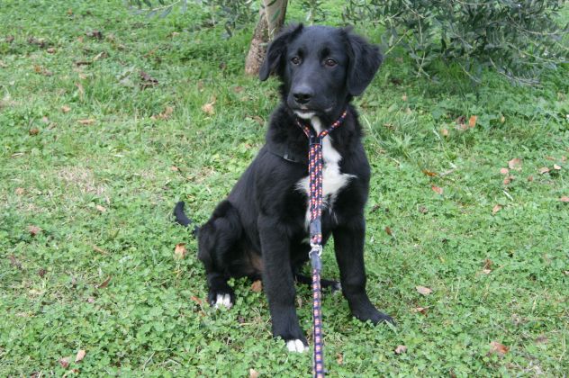 FILIPPO, bellissimo cucciolone - Foto 4