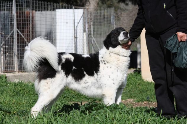 Panda cerca una casa in cui tornare a vivere - Foto 3