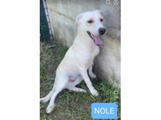 NOLE E BEN salviamoli dal canile definito CUCCIOLI IN ADOZIONE TG media contenut