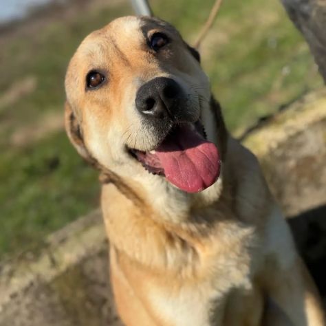 MINERVA splendida ed amorevole CANE IN ADOZIONE