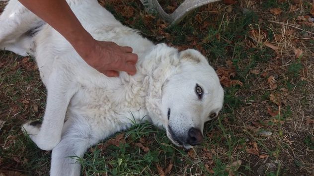 ARTU' E GINEVRA, due meravigliosi cani - Foto 2