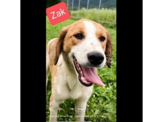 ZELDA E ZAC, la salvezza dall' oblio, CANI IN ADOZIONE TG MEDIO CONTENUTA