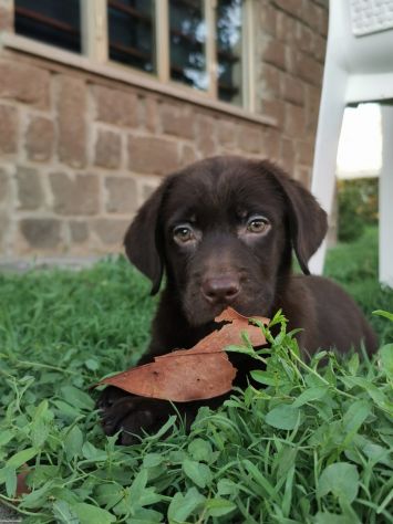 Cuccioli labrador cioccolato con Pedigree
