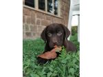 Cuccioli labrador cioccolato con Pedigree