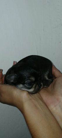 Cuccioli di chihuahua toy - Foto 3