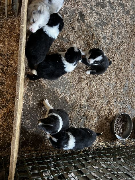 Cuccioli di Border - Foto 10