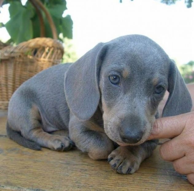 BASSOTTO NANO - BASSOTTI NANI TEDESCHI CUCCIOLI pag in 12 rate - Foto 2