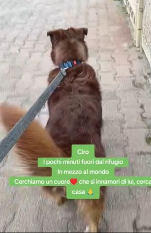 Ciro 2anni e 1/2 fulvo occhi ambra mollato in strada MESSINA - Foto 2