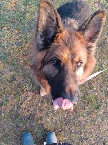 Pastore Tedesco 9anni pelo lungo aspetta da anni! MILANO - Foto 3
