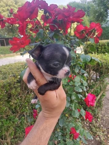 Cuccioli chihuahua mini - Foto 5