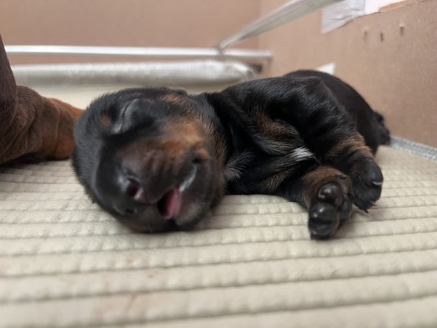 Cucciolo bassotto tedesco nano - Foto 2