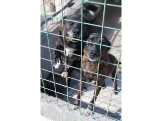 DEA E ZEUS 14 ANNI taglia media