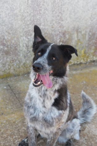 Tanju il bellissimo cane da adottare - Foto 5