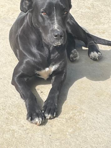 PUMA SIMIL CANE CORSO 3 ANNI ANCHE LEI IN CANILE… - Foto 4
