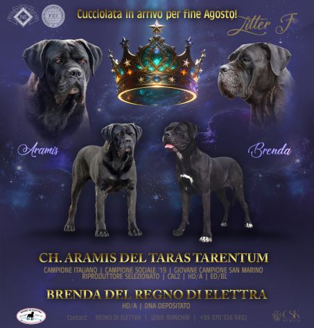 Cuccioli cane corso alta genealogia - Foto 4
