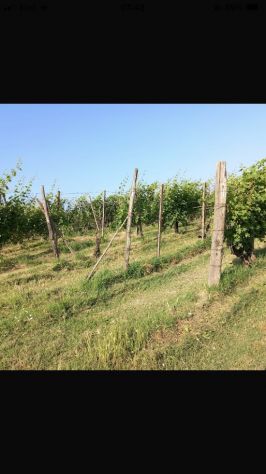 vigneto in salute - Foto 4