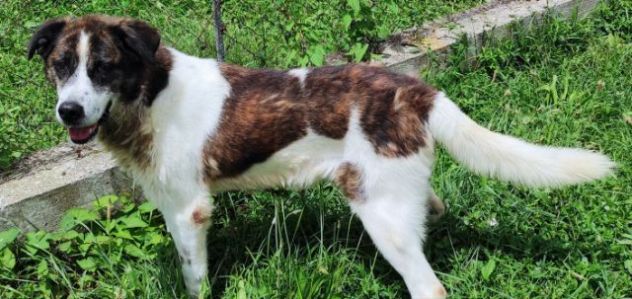 DOC LA DOLCEZZA, cane in adozione - Foto 2