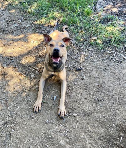 TERRY SOCIEVOLE MENDICA CAREZZE CAGNOLINA IN ADOZIONE - Foto 10