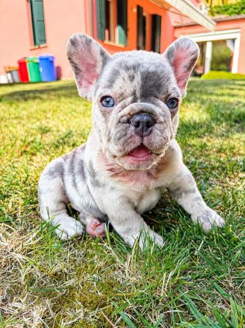 Cuccioli bulldog francese alta genealogia - Foto 3