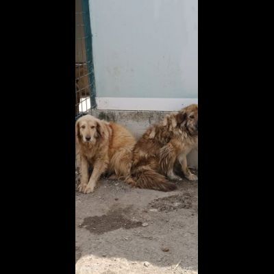 MERLINO E ANACLETO FRATELLI INSEPARABILI CANI IN ADOZIONE DI COPPIA - Foto 5
