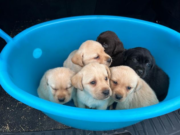 Cuccioli di Labrador Retriever - Foto 5