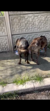Due sorelline cucciole in adozione - Foto 6