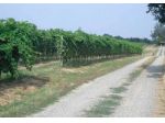Azienda Agricola 66 ha - Viti e Seminativo
