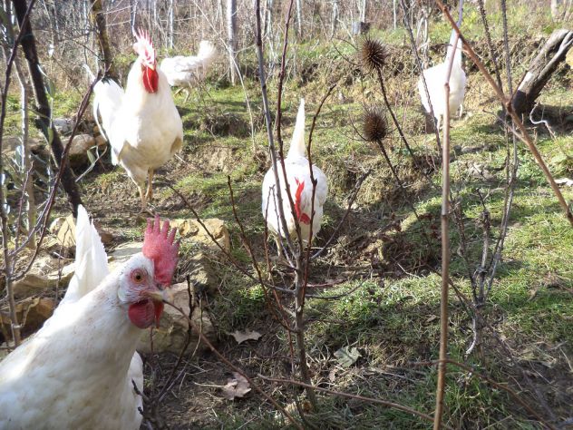 Galline, galli e pulcini livornese bianca - Foto 3
