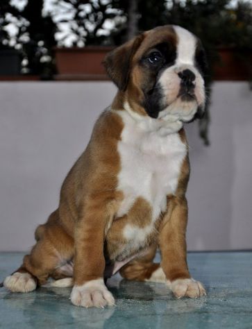 BOXER CUCCIOLI DISPONIBILI - Foto 10