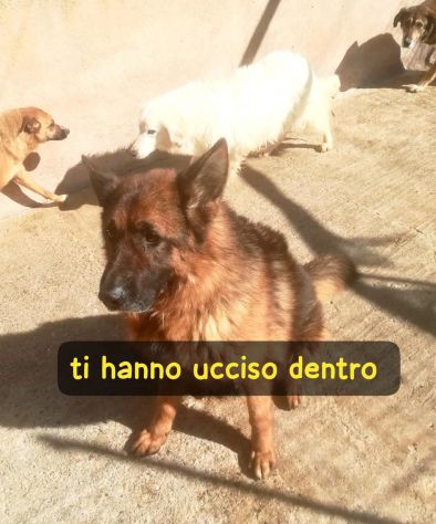 AXEL PASTORE TEDESCO 5 ANNI