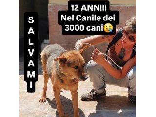 SENZA NOME SOLO UN NUMERO DI CHIP 380260 CANE IN ADOZIONE