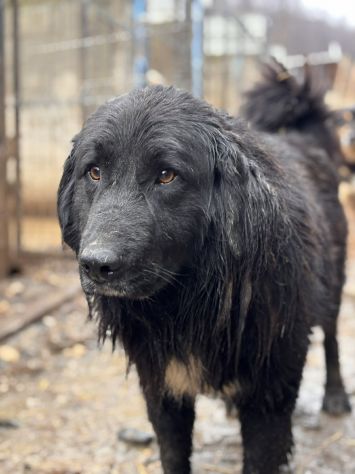 KUMBA, pastorino dolcissimo ignorato da tutti! - Foto 5