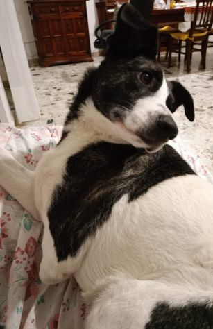 3anni kg15 TRIPODINA URGENTE! ADOZIONE SOLO IN SARDEGNA!NUORO - Foto 3