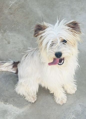 Perla, cucciola maltese - Foto 2