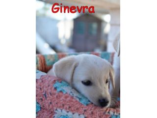Pechino e Ginevra, cuccioli simil labrador in adozione