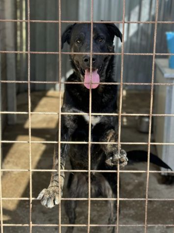 TRONKY UN GIOIOSO COCCOLONE: CANE IN ADOZIONE 1 ANNO - Foto 2