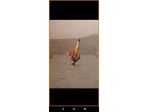 WINDSURF VINTAGE SAMAS TECNOSURF ANNI 80 TAVOLA DA COLLEZIONE ARREDAMENTO