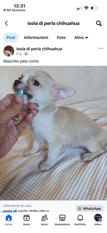 Chihuahua cuc di - Foto 2