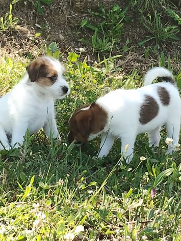 Cuccioli Jack Russell - Foto 5