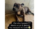 Zaza' ha un' indole meravigliosa, affettuoso cane in adozione 20 kg di tenerezza