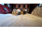 Cuccioli di chihuahua